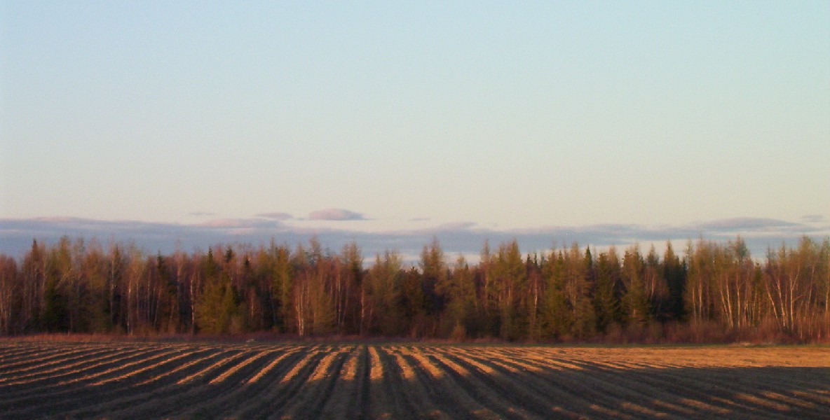 Field in Aroostook County at Sunset