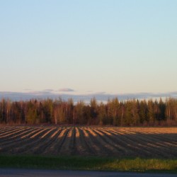 Field in Aroostook County at Sunset